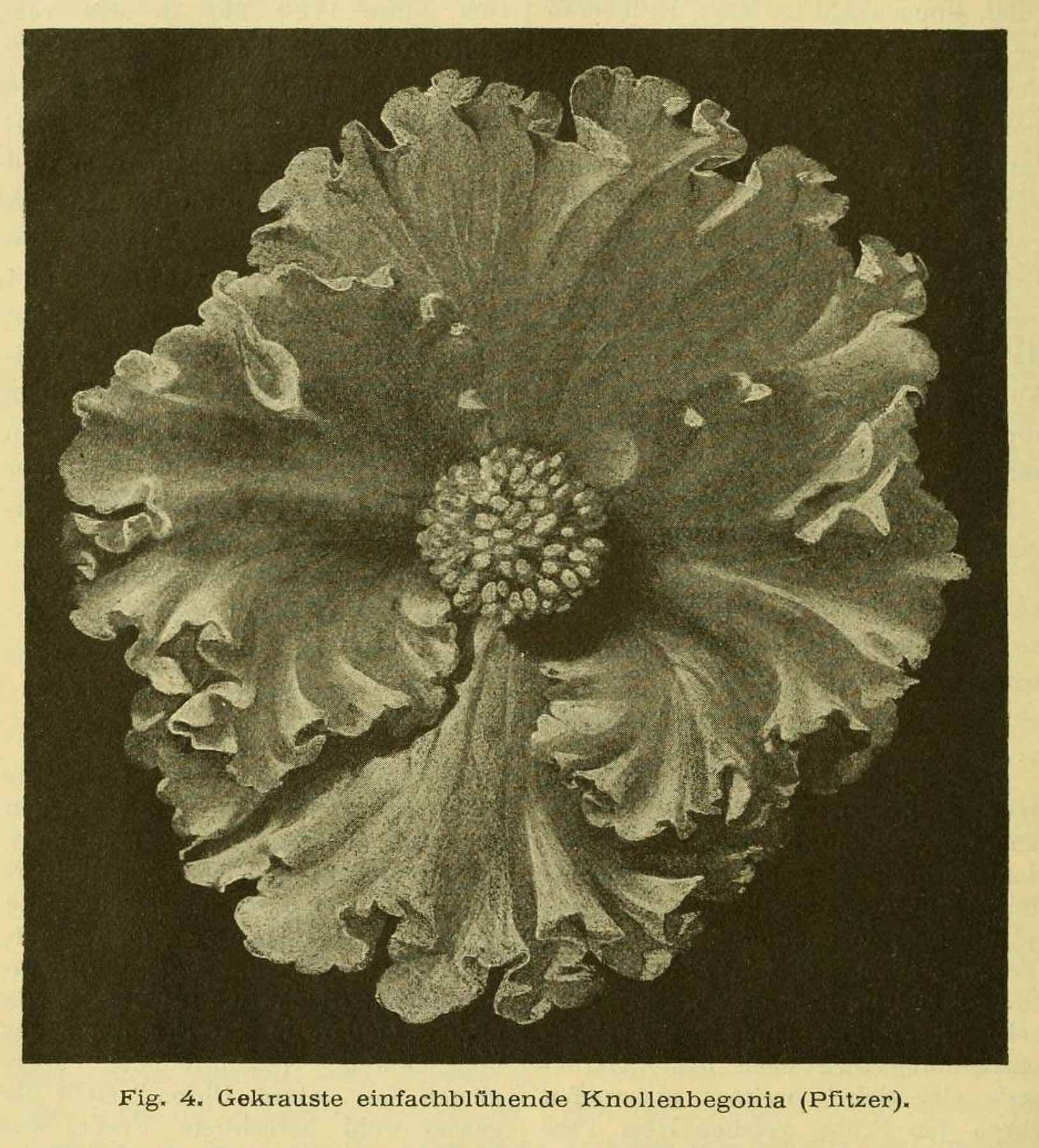 B. ‘Knollen begonia’